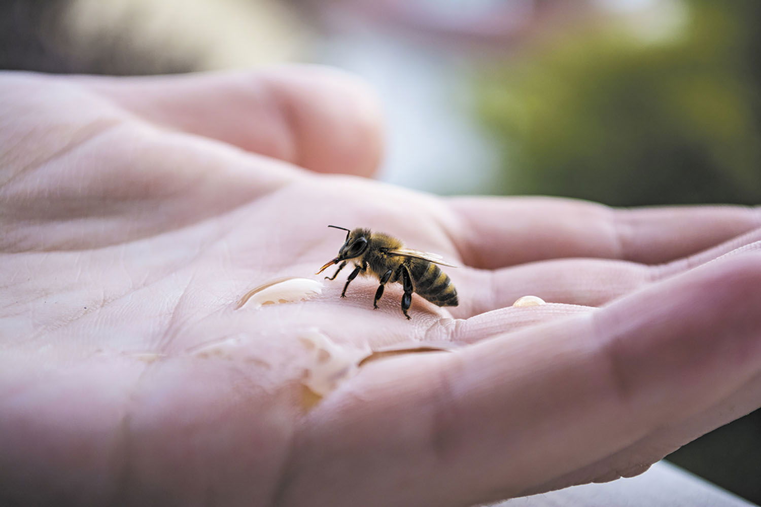 Paso Robles Library is the Place to Bee