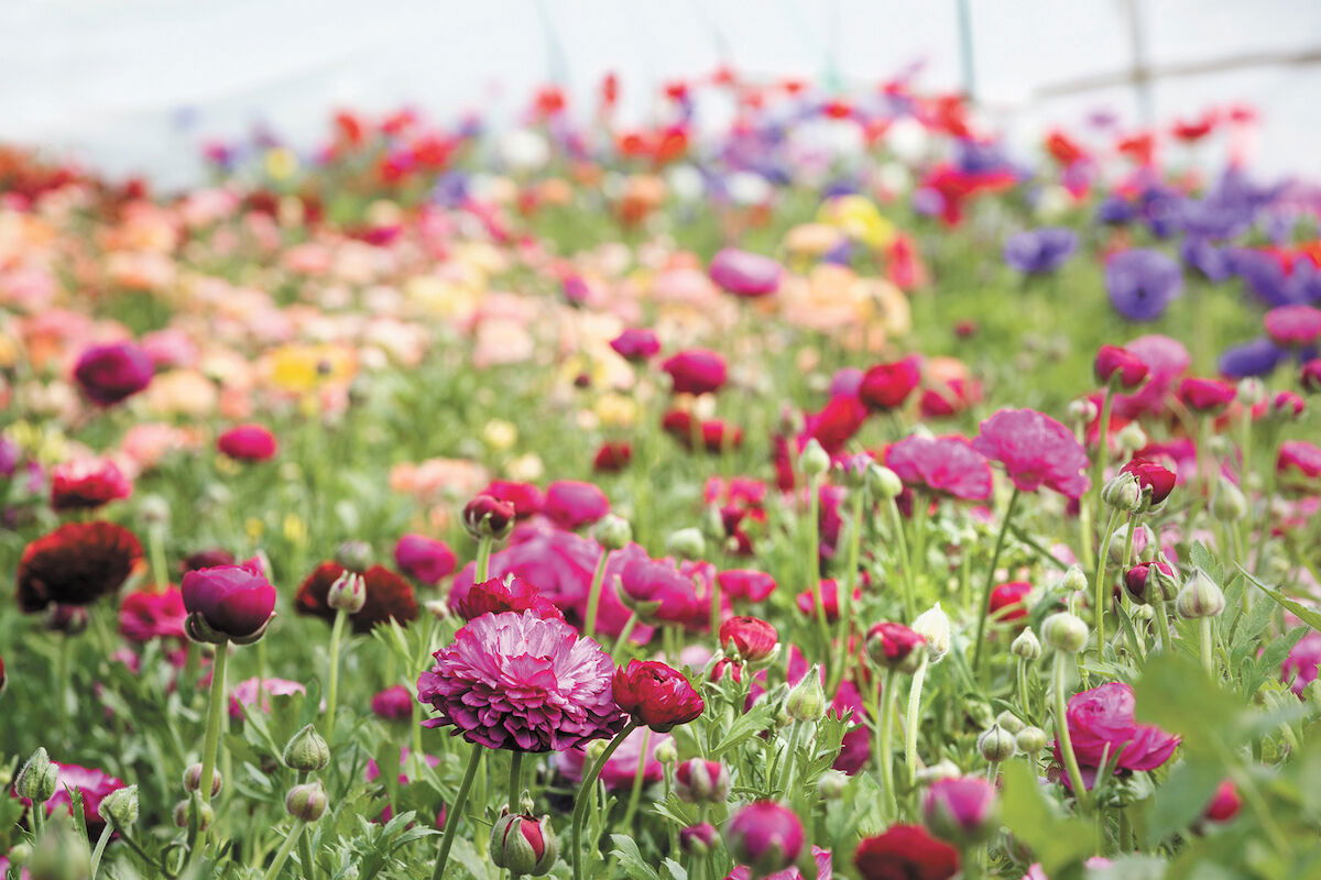 April is the Month of Wildflowers
