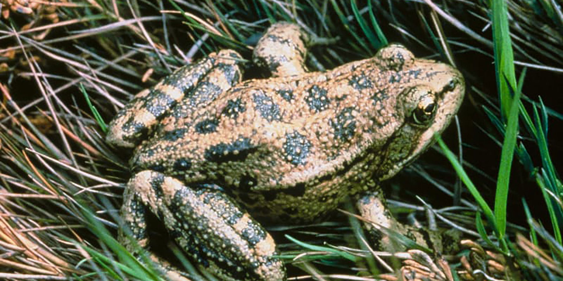 The State Amphibian is the California Red-Legged Frog