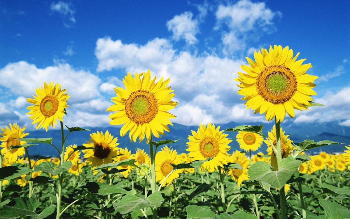 Be Happy ... It’s June!