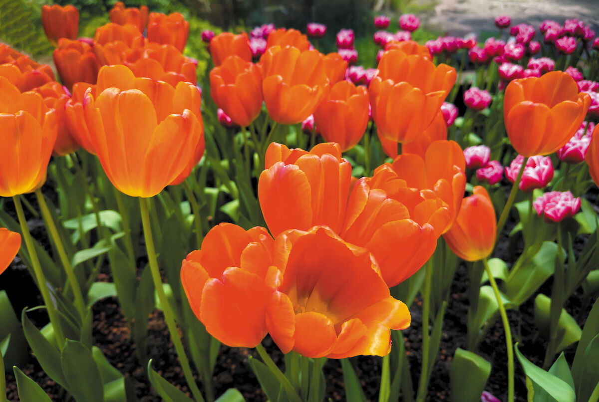 Spring has sprung