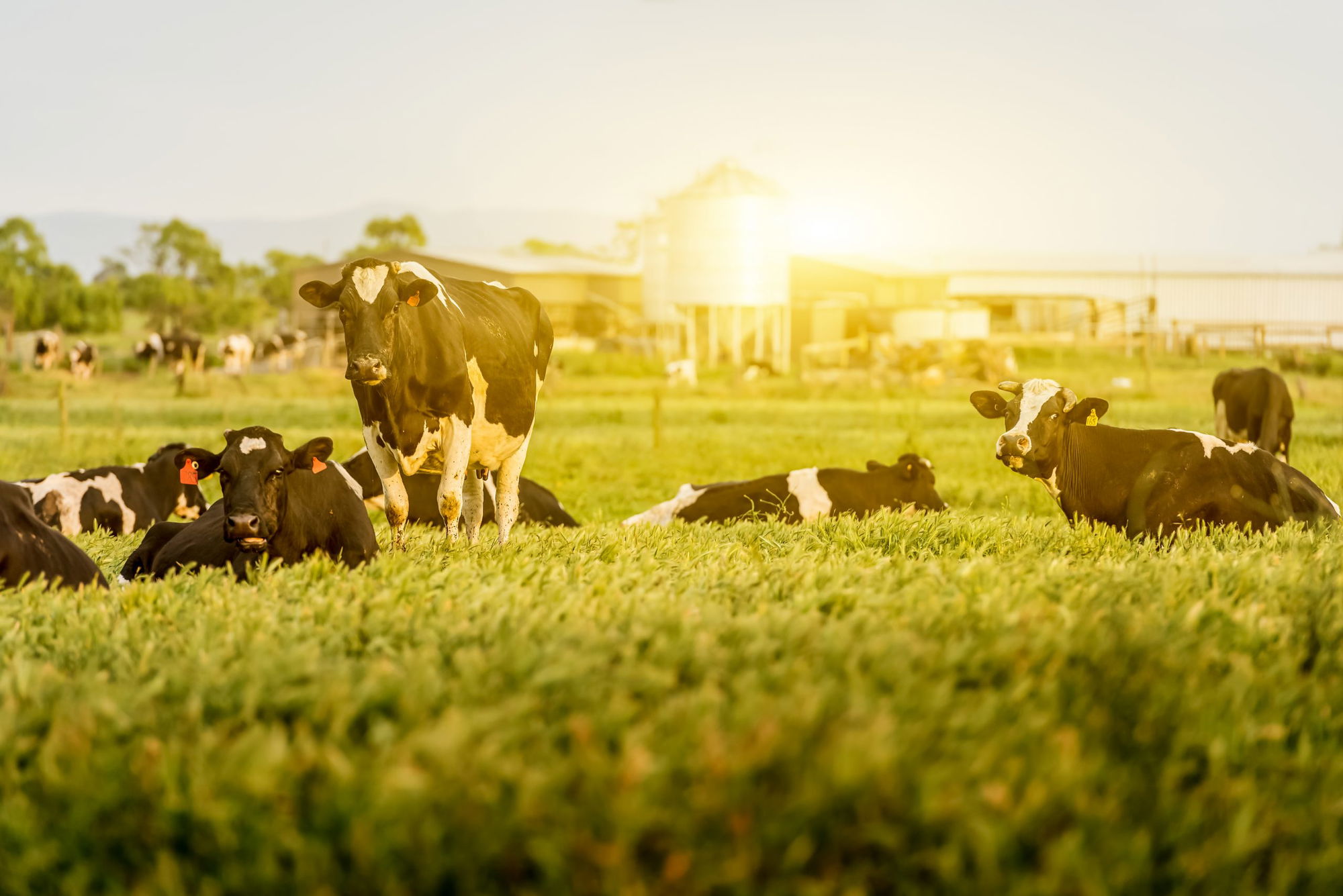 Farmers and Ranchers Await Water Curtailment Orders
