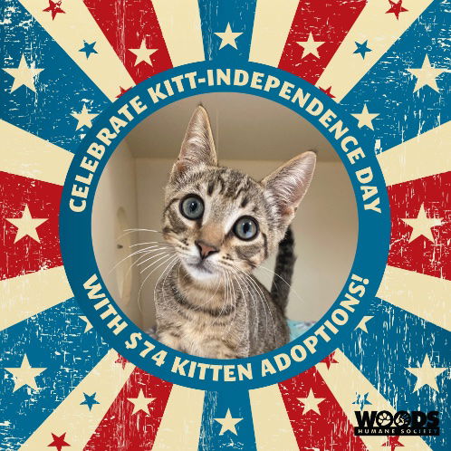 Woods Humane Society Announces “Kitt-Independence” Adoption Special
