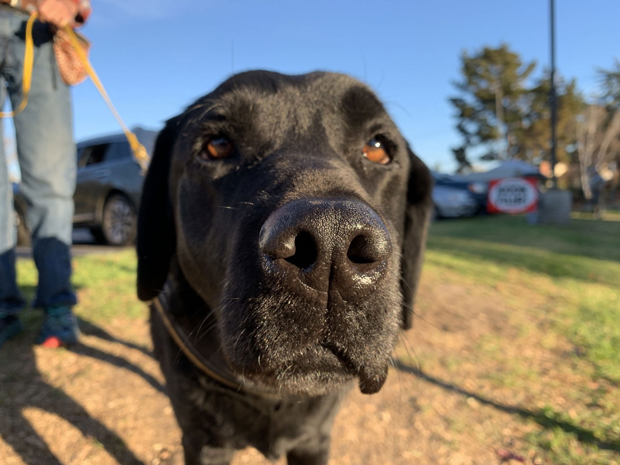 Elementary School Hosts Canine Scent Work Event