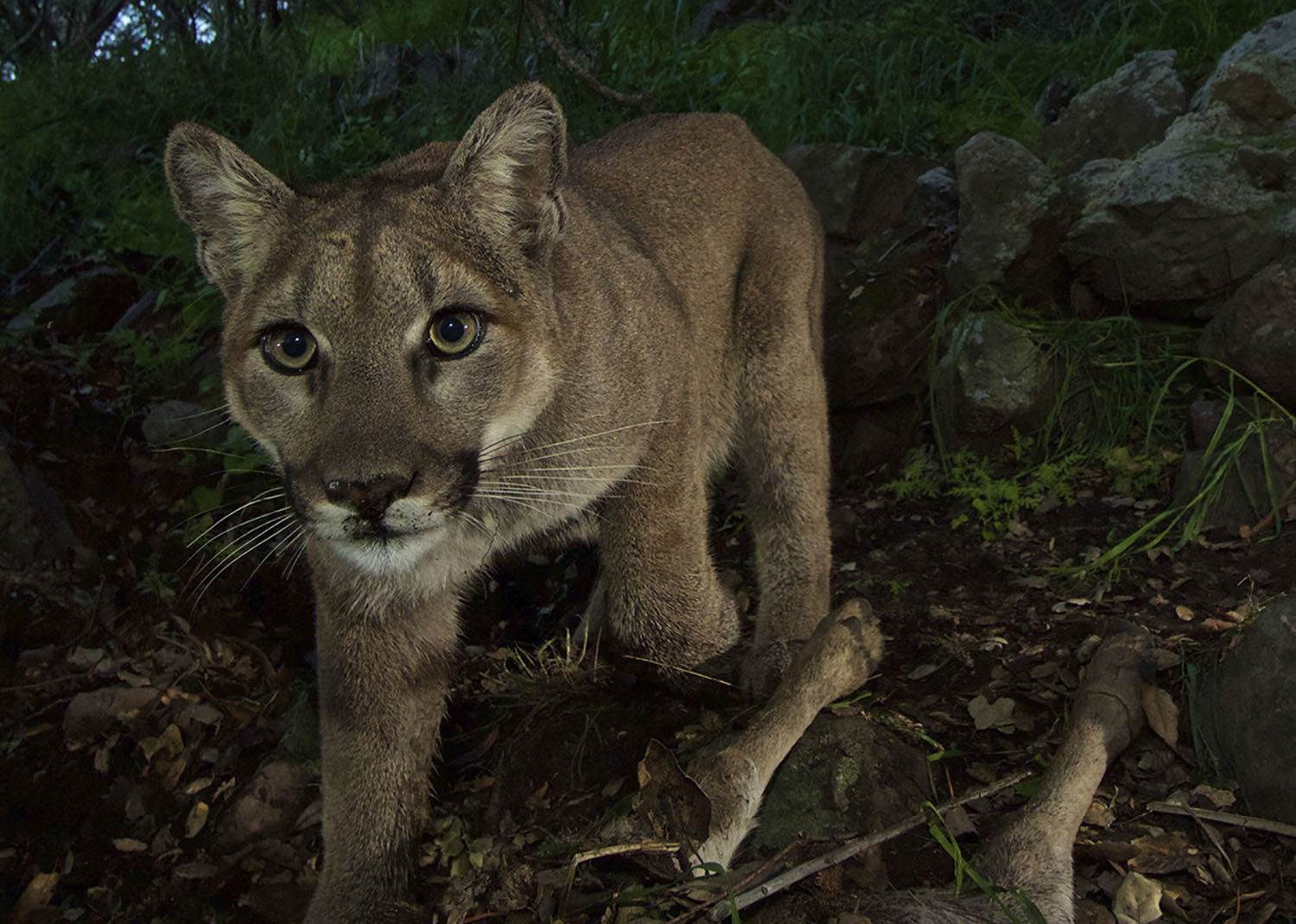 California on the Prowl to Protect Mountain Lions