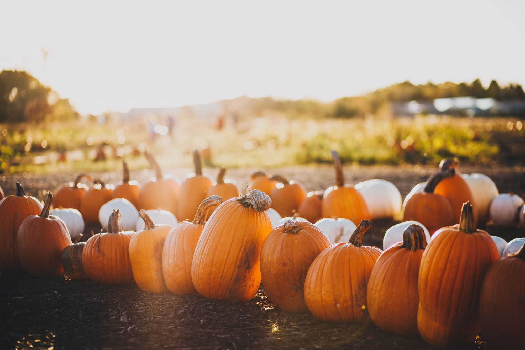 Fall Carnival, Downtown A-Town at “The Plaza”