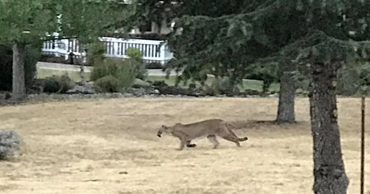 Mountain Lion Attacks in Atascadero
