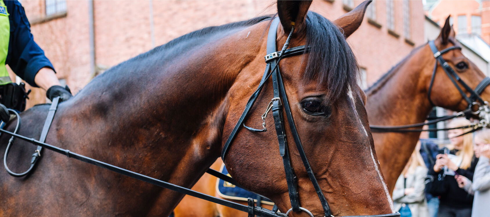 Mounted Unit Rides Into Annual Training Exercise
