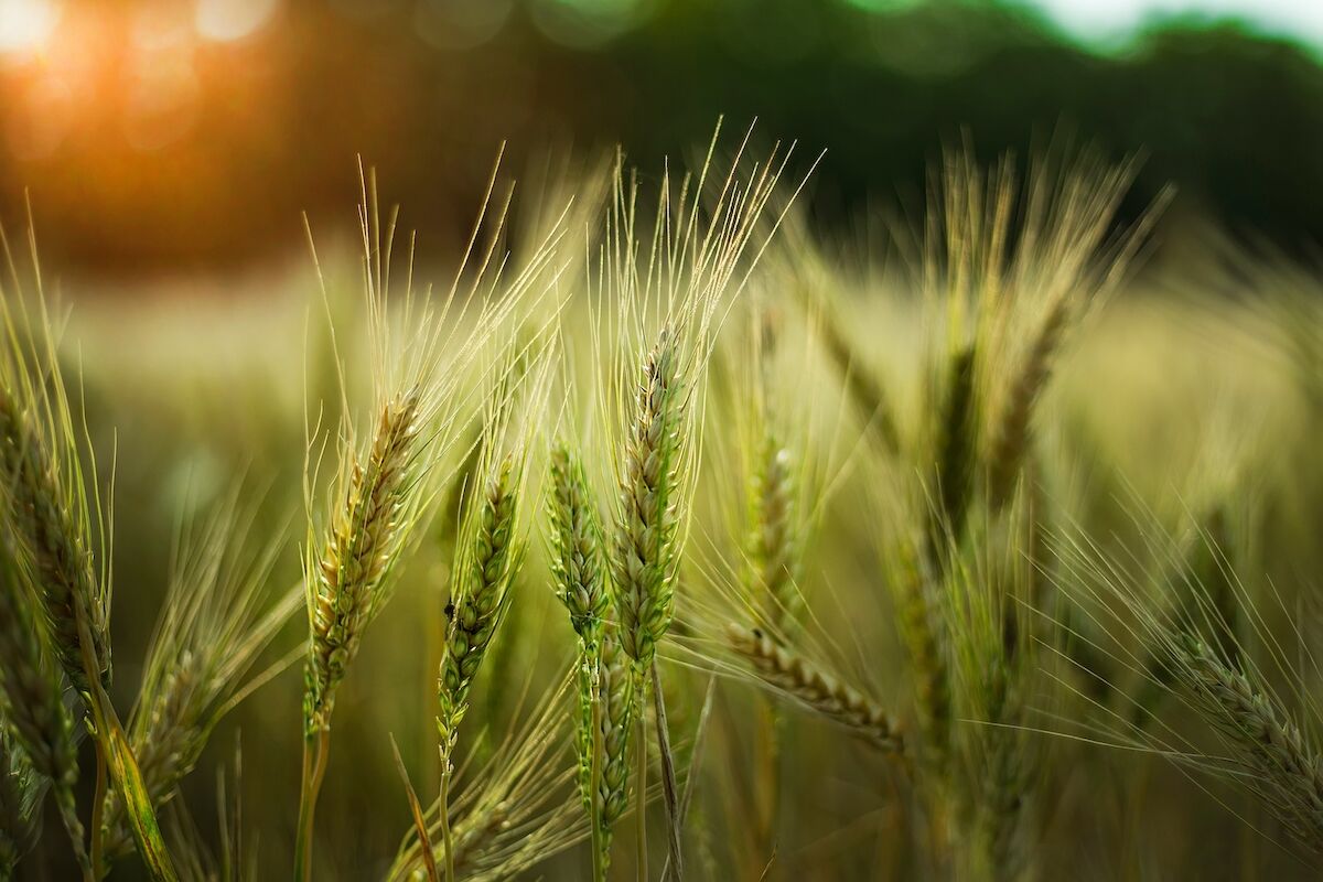 Organic farmers consider wish list for 2023 Farm Bill