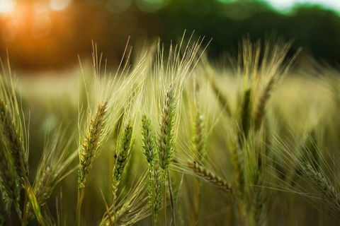 Organic farmers consider wish list for 2023 Farm Bill