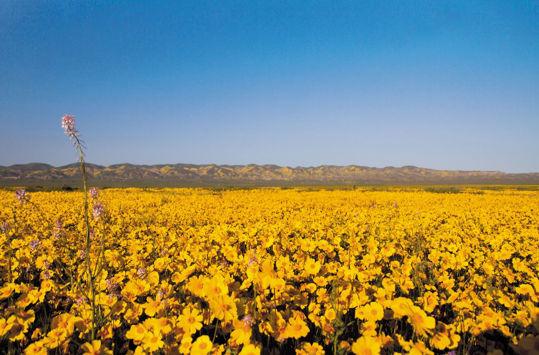 Lawsuit Filed to Stop New Oil Well, Pipeline in Carrizo Plain National Monument