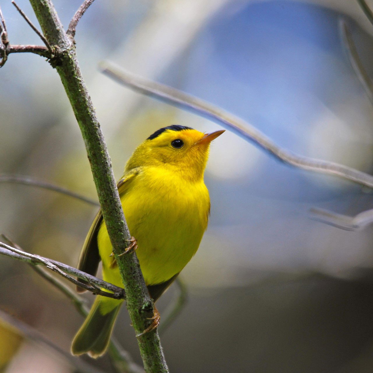 Cal Poly Study Shows Birdsongs Benefit Humans