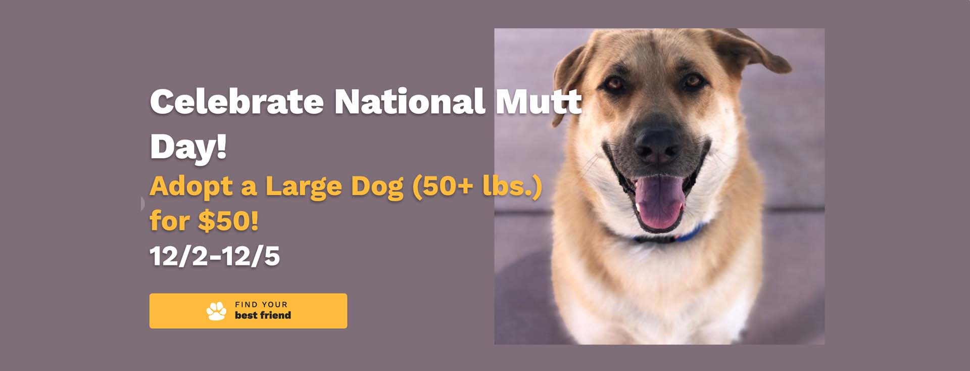 Woods Humane Society Launches ‘$50 for 50 lbs’ Adoption Promotion as Shelter Reaches Capacity