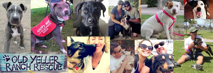 Two local nonprofits put on a "pawty" for animals in need