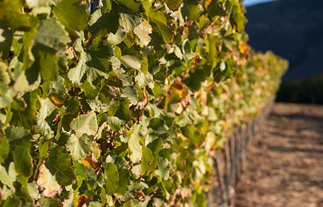 J. Wilkes Wines opens in Los Olivos