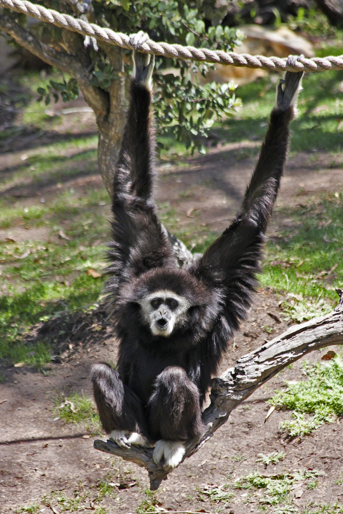 Santa Barbara Zoo's popular gibbon Gulliver passes away