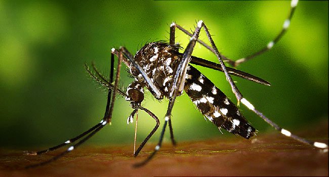 Second confirmed case of Zika in SB County