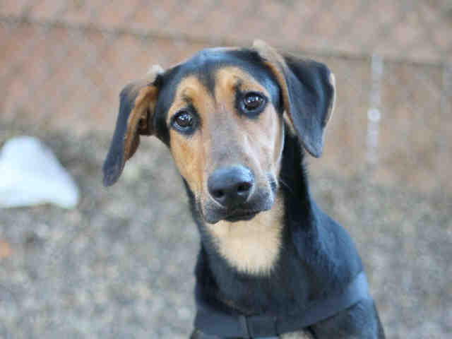 Santa Barbara County Animal Services opens their doors for “Black FURday.”