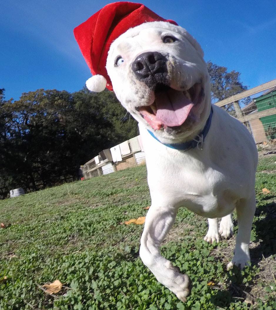 Homes needed for four-legged houseguests, SB County shelters seeking foster homes