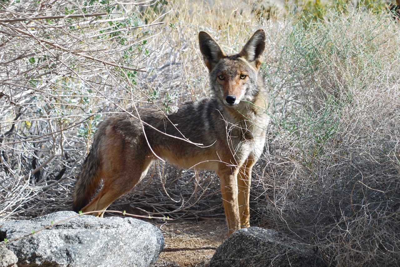 Learn about our mysterious, wily neighbors with author Dan Flores