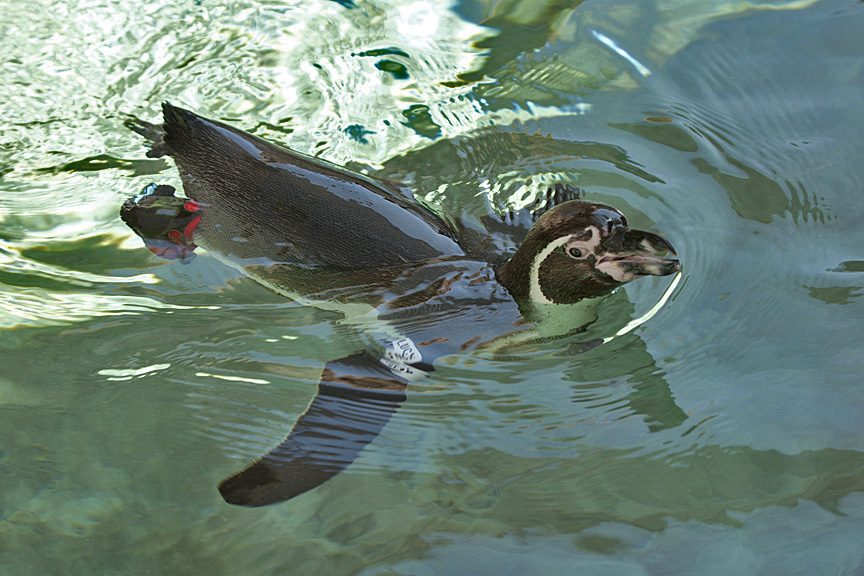 Santa Barbara Zoo’s Outdoor Ed program broadens educational scope