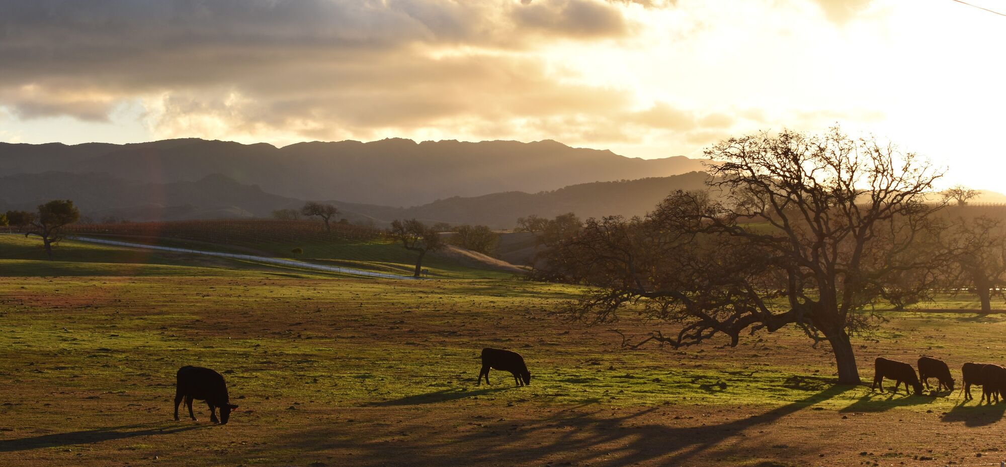 Lecture on the mysteries of our nearly ancient neighbors: valley oaks