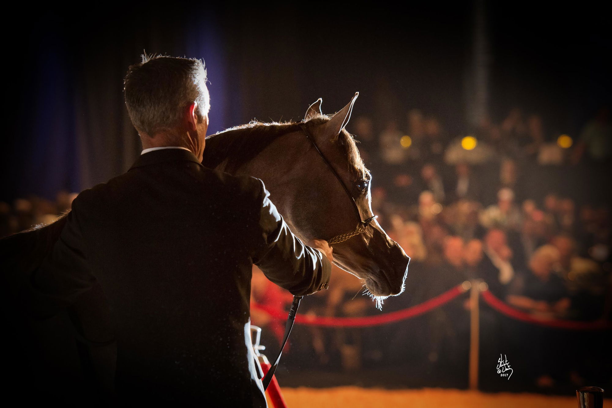 Valley-born filly sets sales record at auction