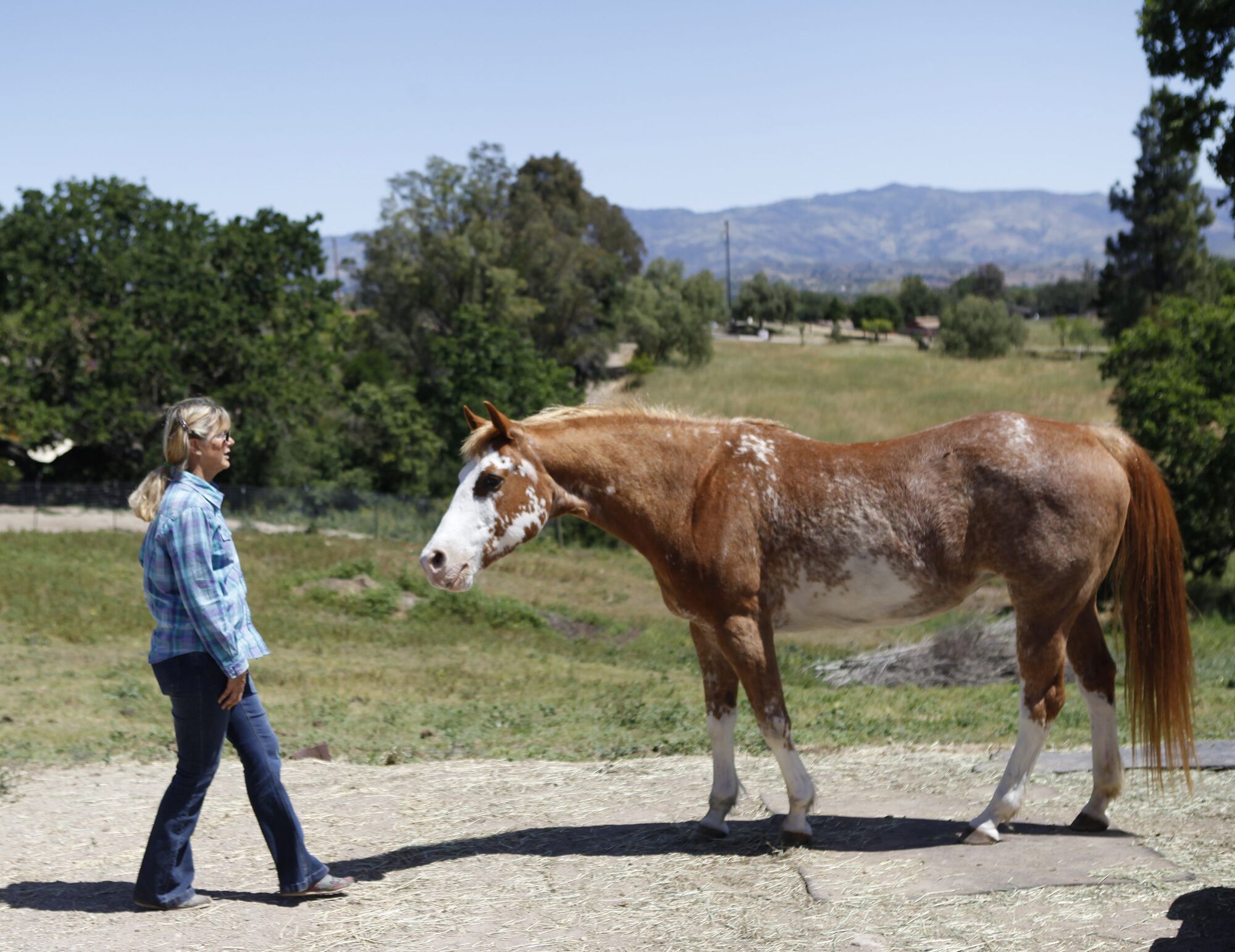 Sanctuary hosting tour as part of ‘Help a Horse Day’