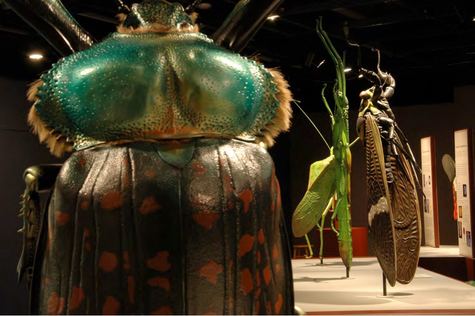 Natural History Museum offering close encounters with bugs