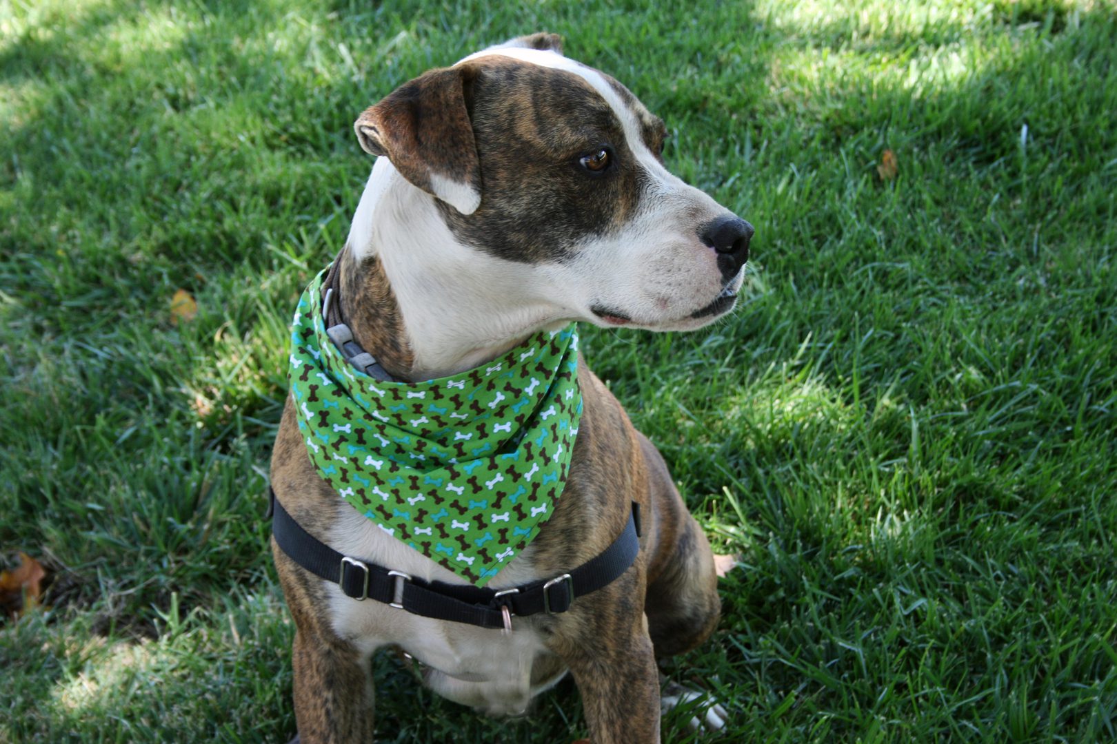 Have a Pet Safe Fourth of July: Animal Services Giving Away Free Tags to Help Reunite Lost Pets