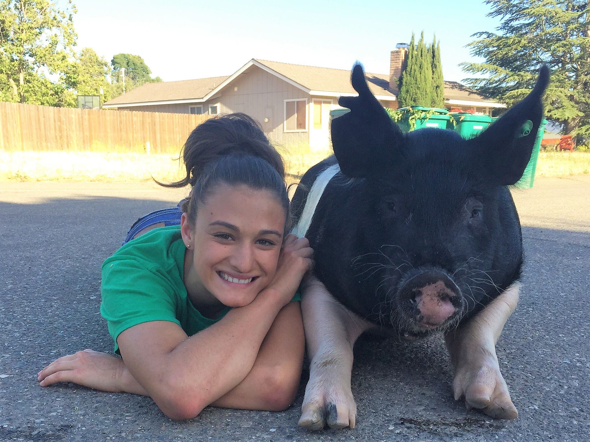 Pig makes his mark on SY neighborhood