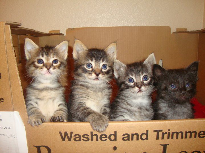 Affordable vaccine/microchip clinic for Santa Barbara County pet owners