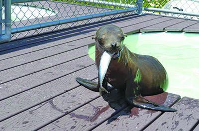 Marine institute provides refuge in unlikely location