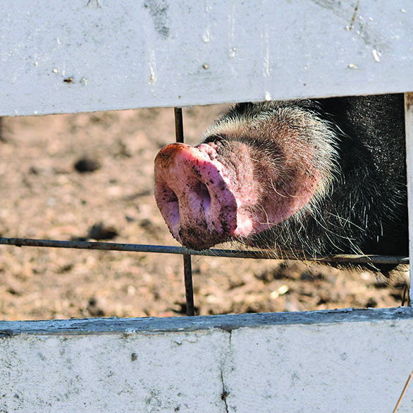 ‘Pig Posting’ program resumes at Dunn