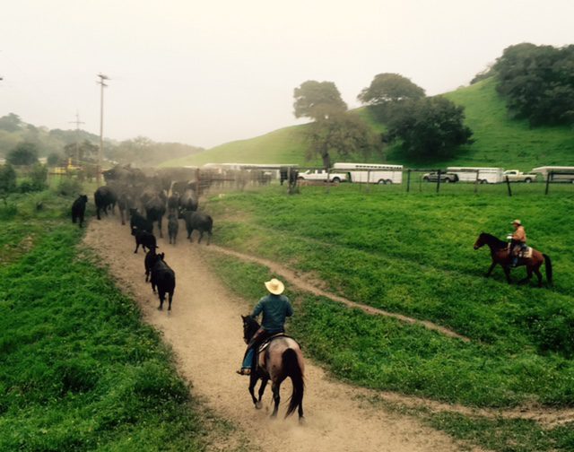 Vaquero Show to honor Williams family