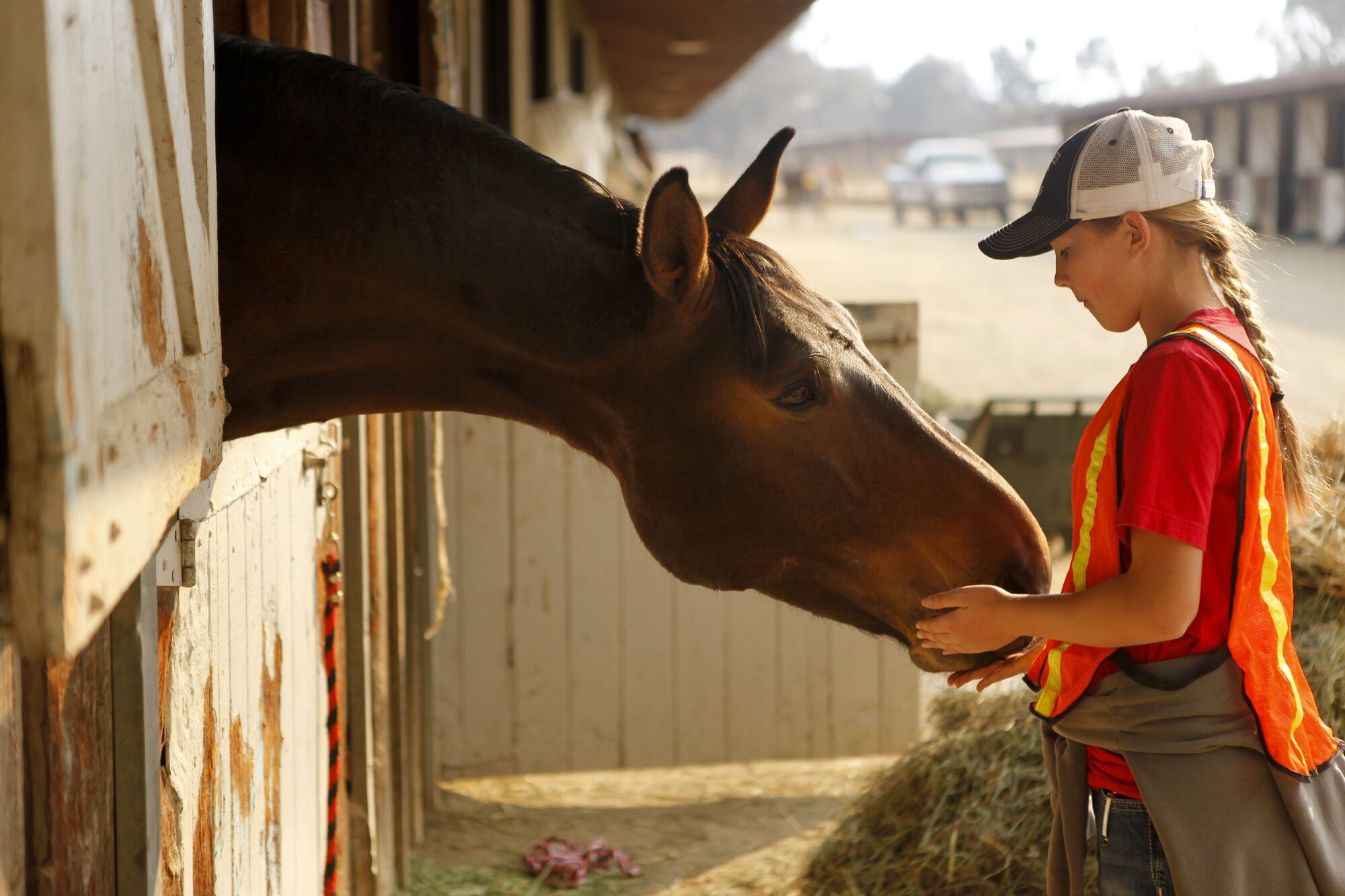 Wildfire Smoke and Horses