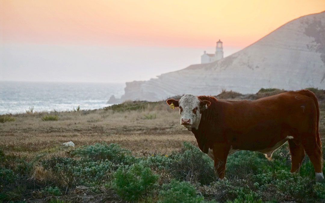 Nature Conservancy buys historic Bixby Ranch
