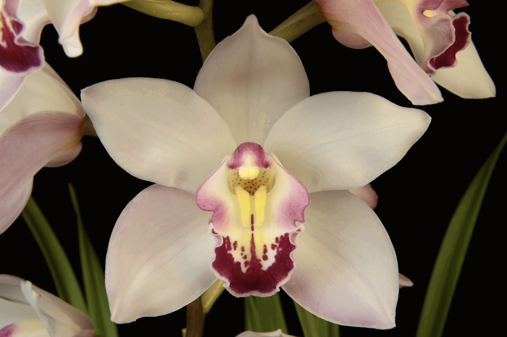 SB Orchid Show displays rare beauty from around the world