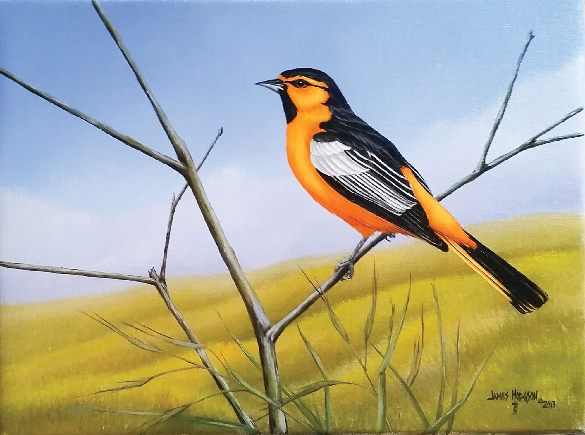 ‘Feathered Friends’ exhibit at Wilding showcases local birds