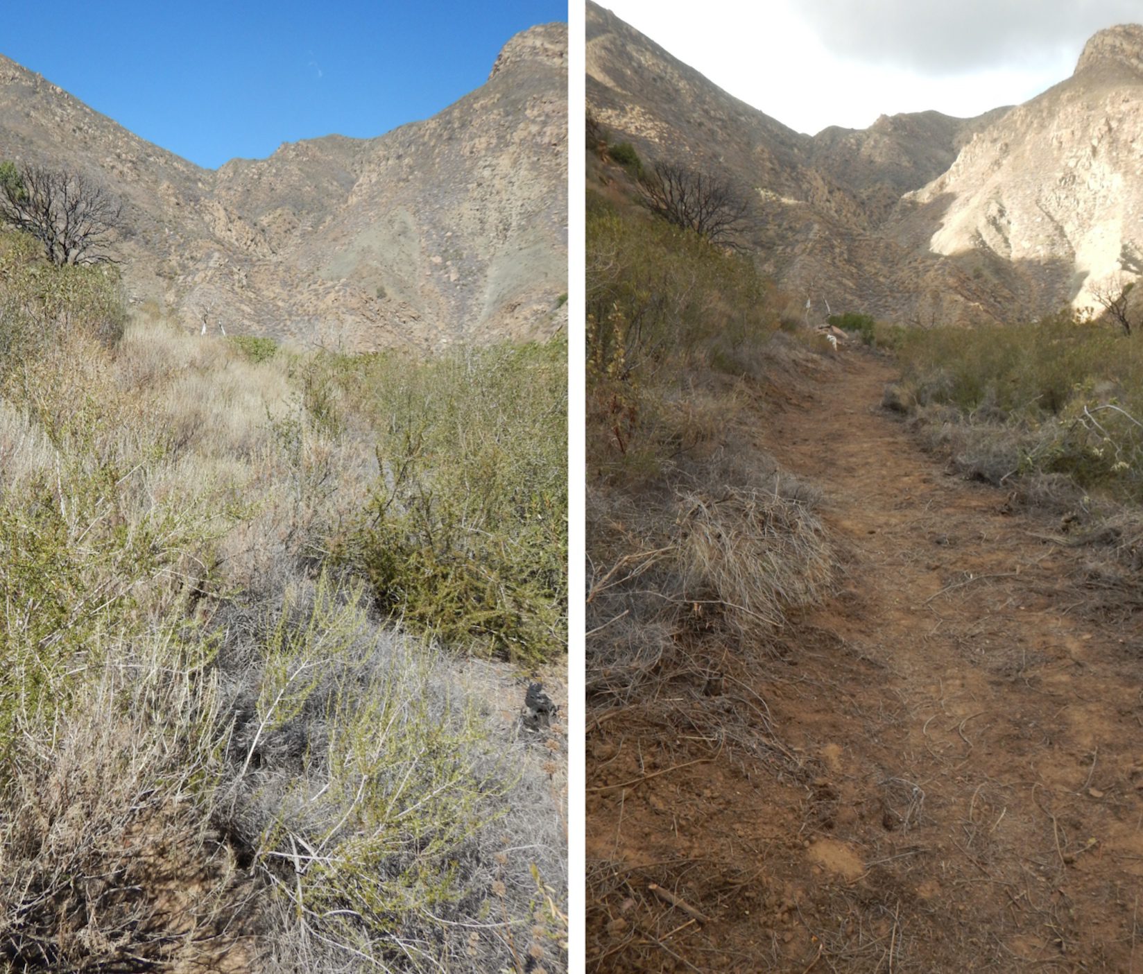 Forest group seeks help to groom local trails