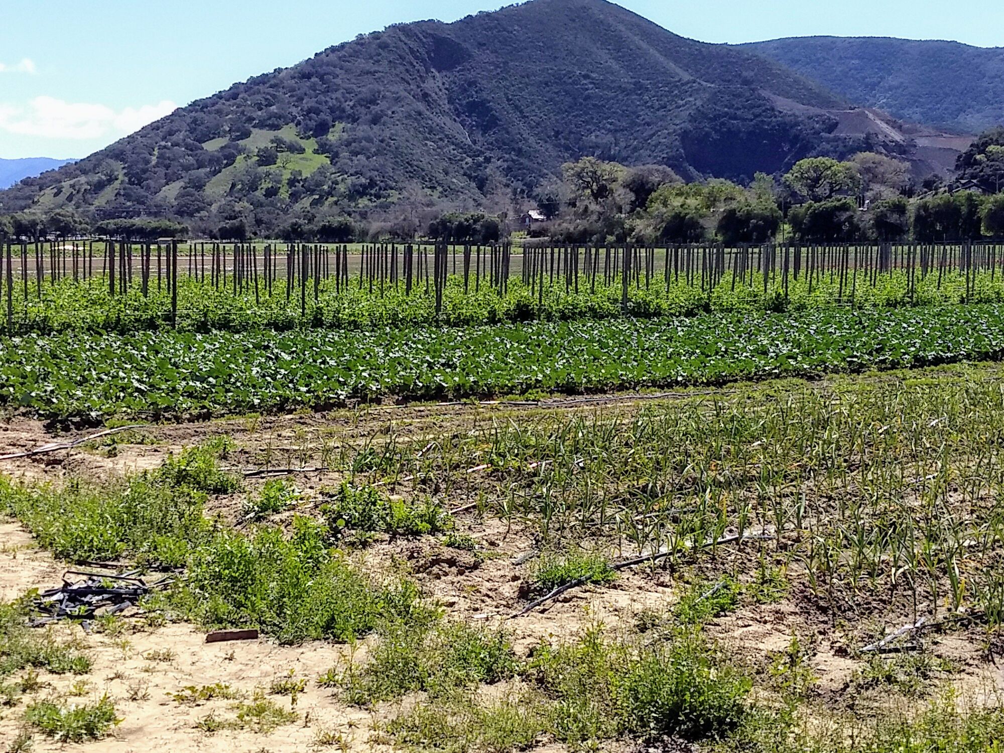 The season of growing is upon us