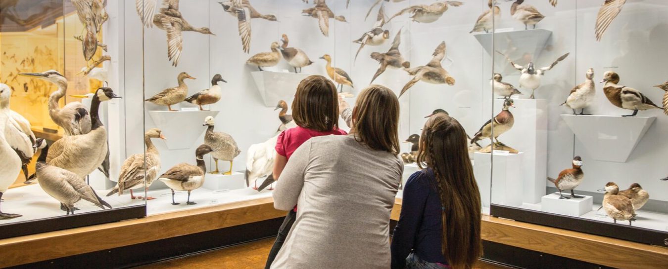 Natural History Museum to Host 19th Mission Creek Gala