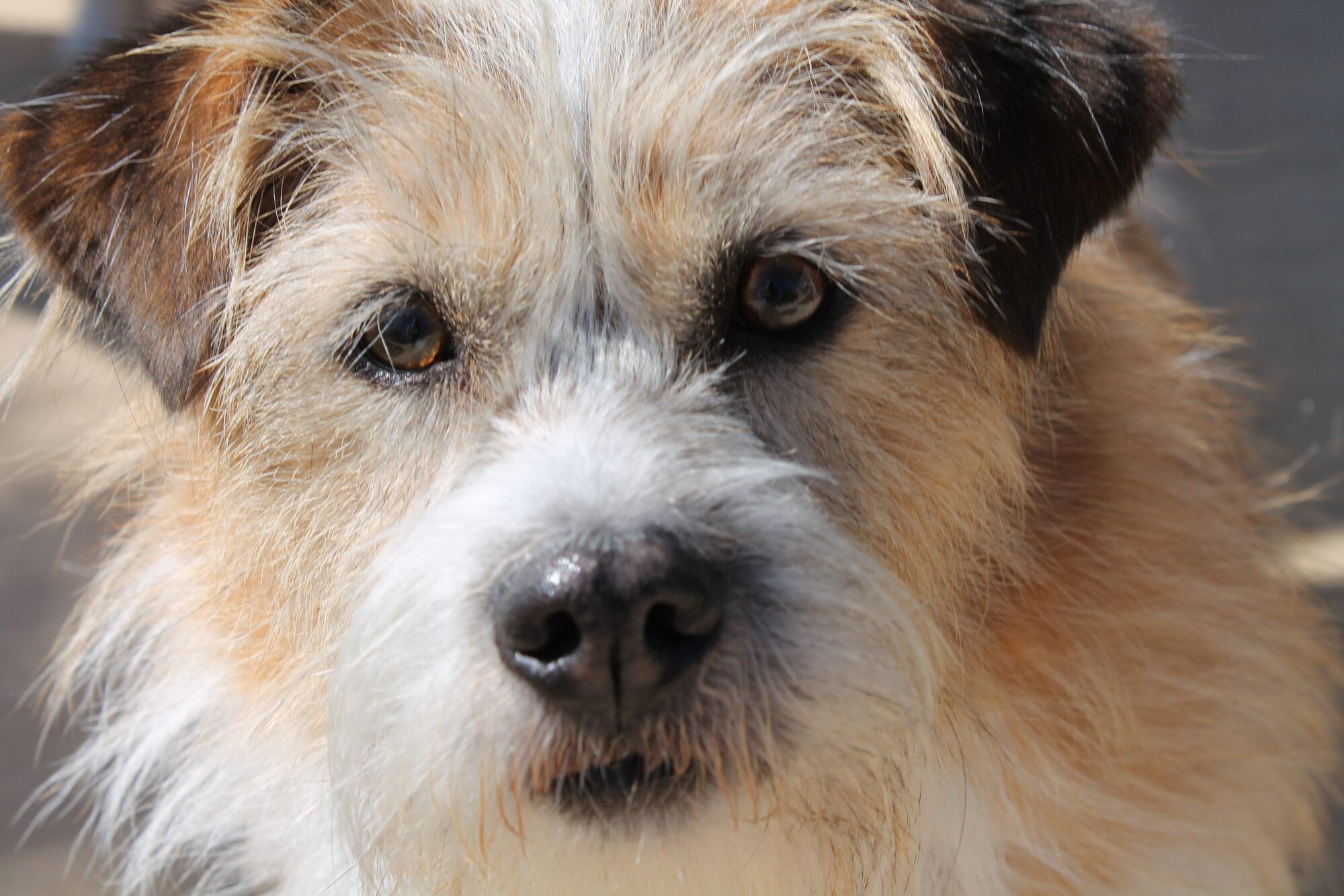 Pooch-a-Palooza party