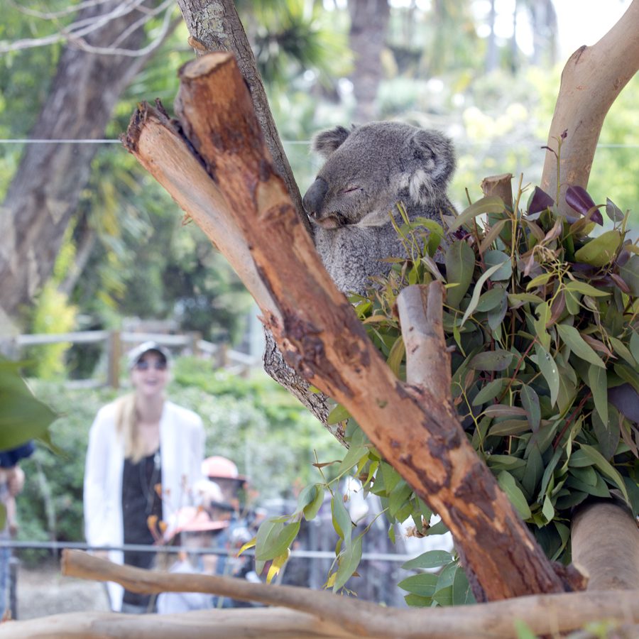 Santa Barbara Zoo Becomes Certified Autism Center