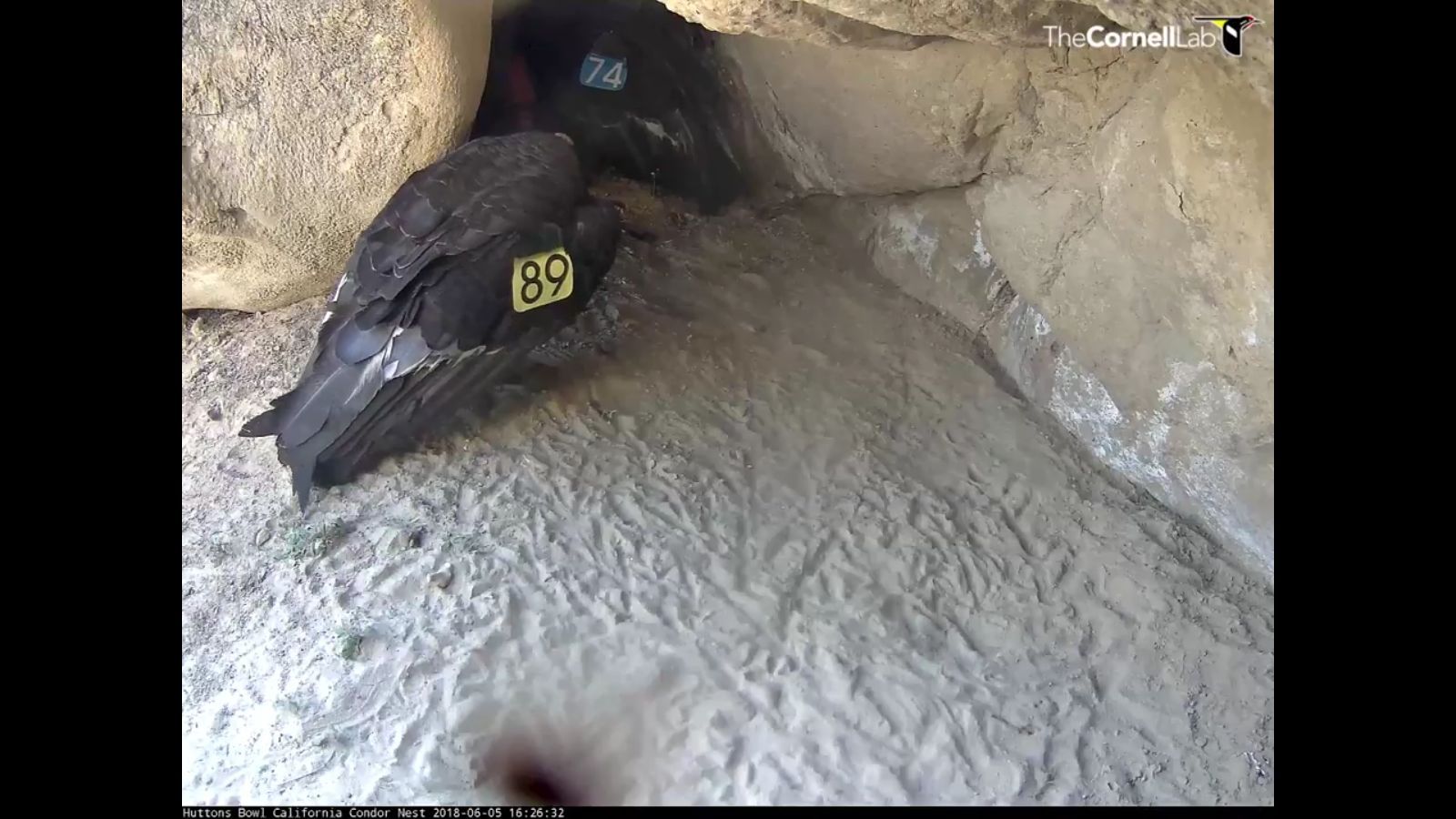‘Condor Cam’ lets everyone look at wild birds