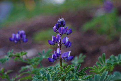 Wildling announces winners of nature photo contest