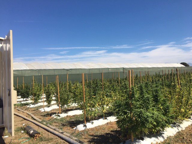 Cannabis Compliance Team eradicates over $4 million worth of illegal marijuana