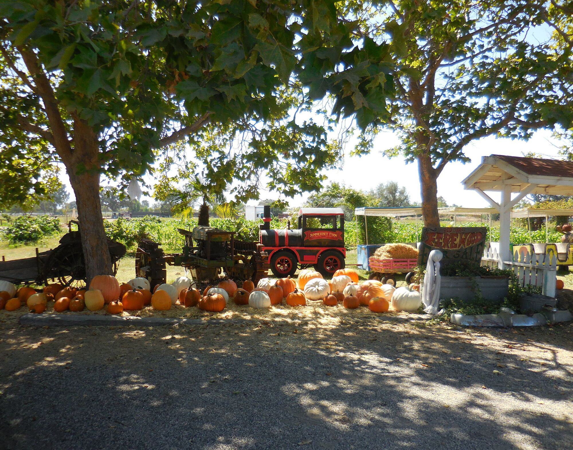 Summerset Farm offers a bounty of goodness
