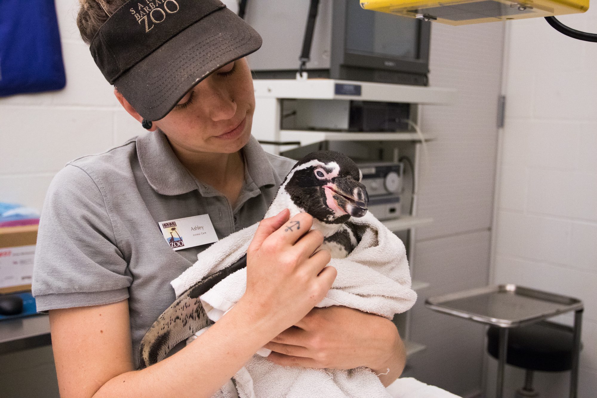Surgical outlook good for shoe-wearing penguin
