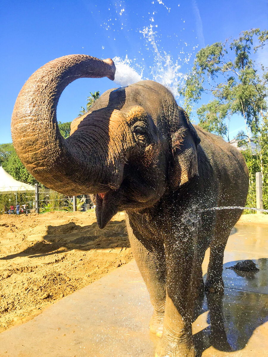 Sujatha the elephant dies of old age